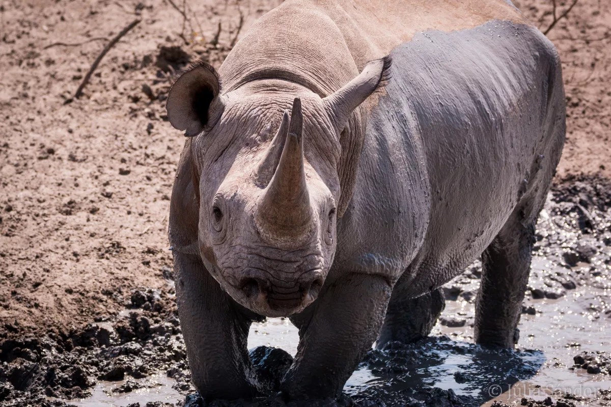 One of the Big 5: the black rhino