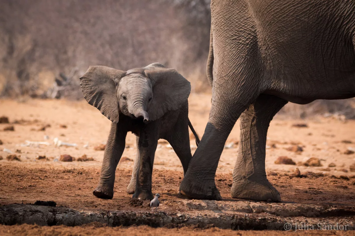 Etosha elephant