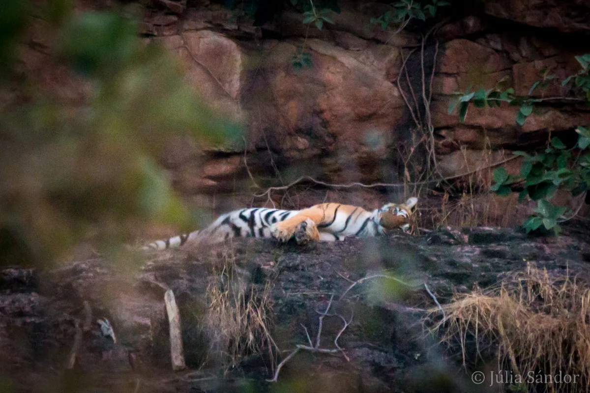 India Impressions: Tiger in Ranthambore National Park