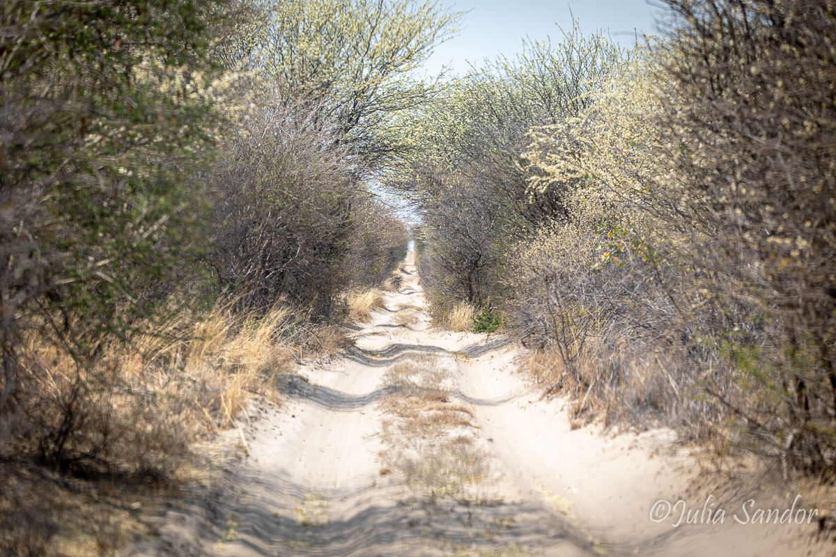 Main road in the Kalahari