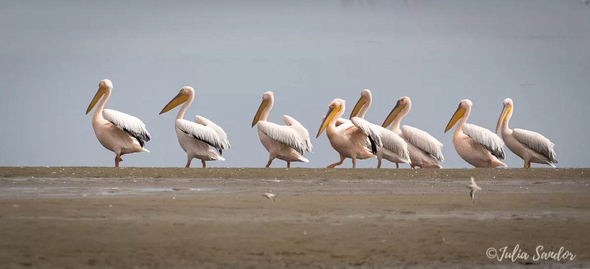 Pelicans at Pelican point - Walvis Bay Namibia